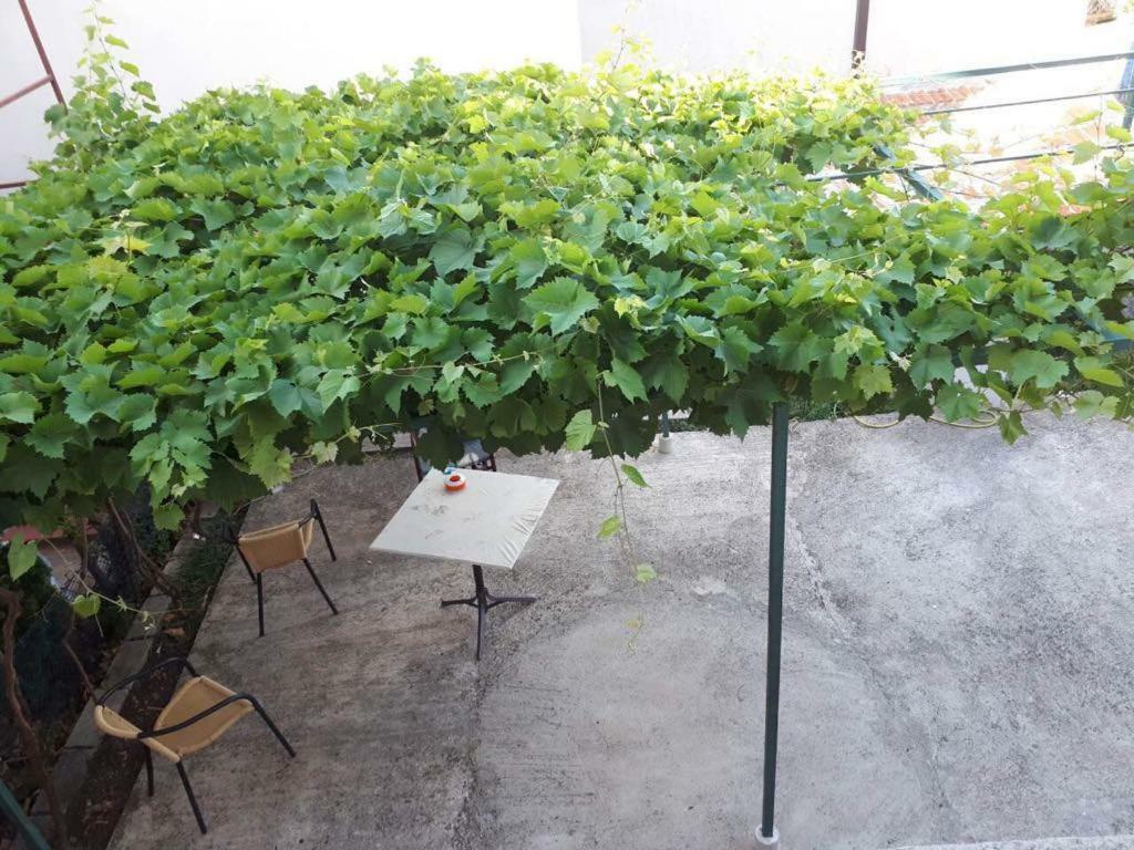 Vila Stojana 호텔 수토모레 외부 사진